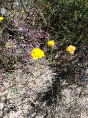 Chaenactis glabriuscula