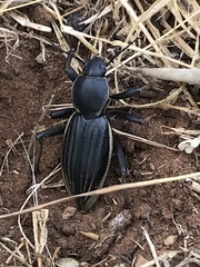 Chiliarchum bertolonii