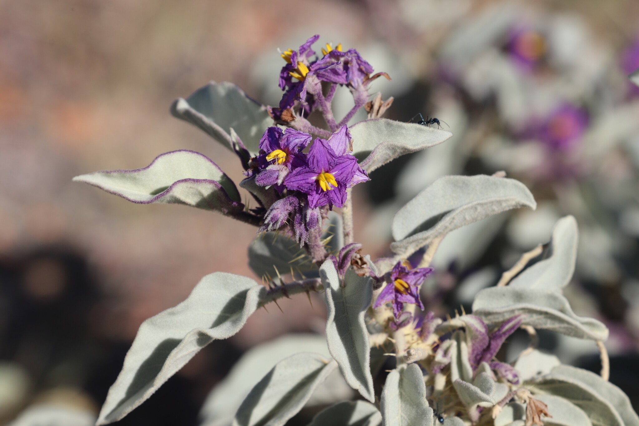 Solanum quadriloculatum