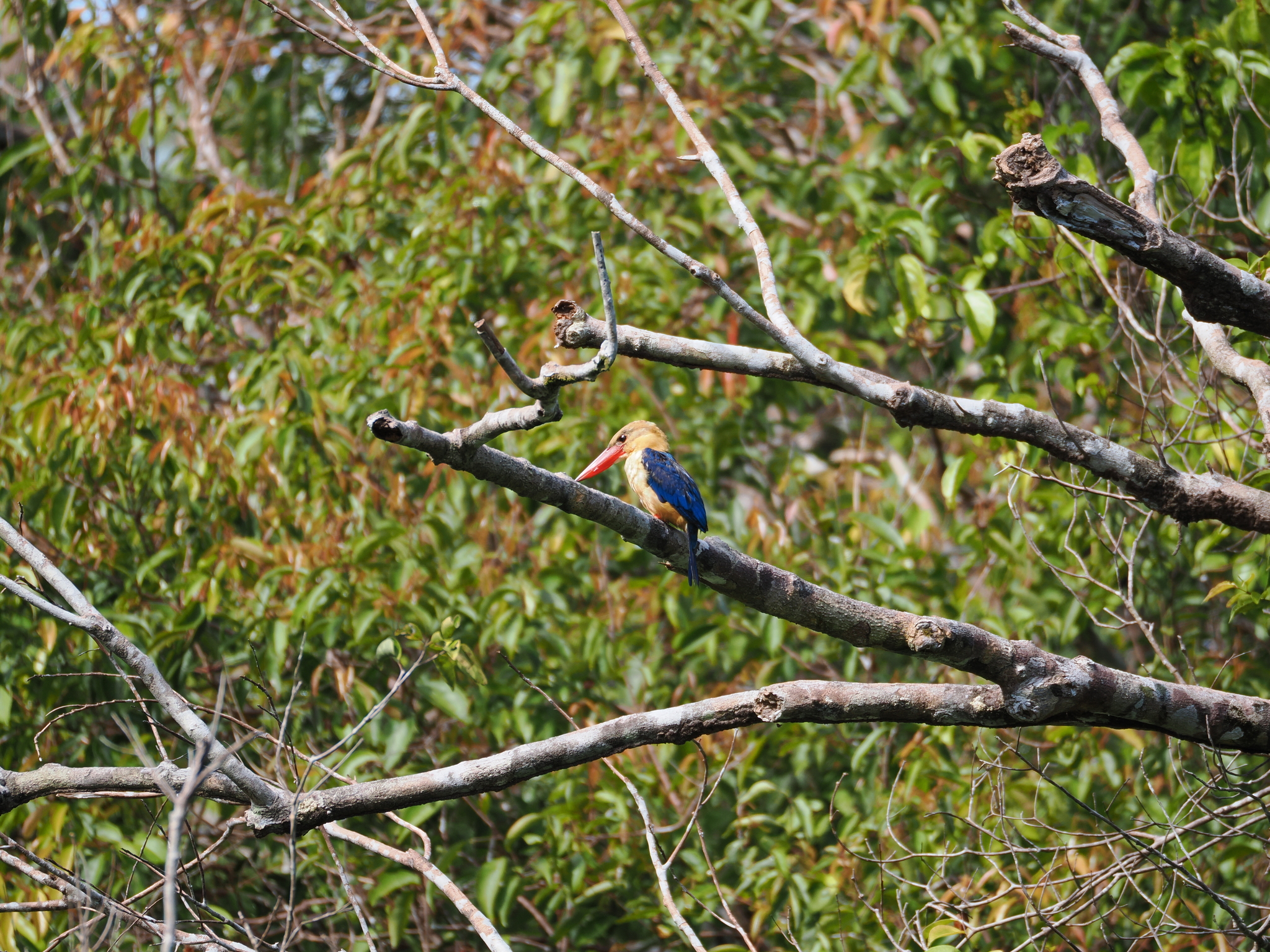 Stork-billed Kingfisher