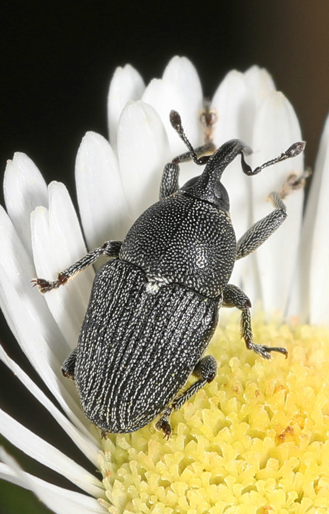 Odontocorynus
