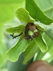 Jatropha peltata, photograph author not stated, no rights reserved