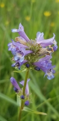 Penstemon rydbergii