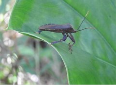 Pseudomictis distinctus
