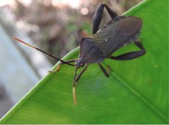 Pseudomictis distinctus