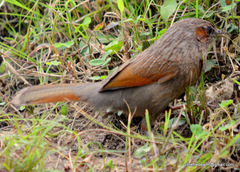 Trochalopteron lineatum