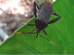 Pseudomictis distinctus