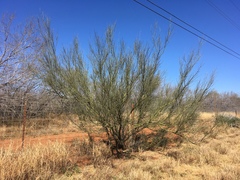 Parkinsonia texana