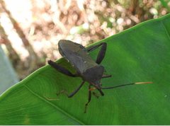 Pseudomictis distinctus