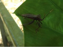 Pseudomictis distinctus