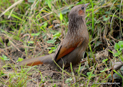 Trochalopteron lineatum