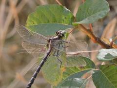 Phanogomphus kurilis