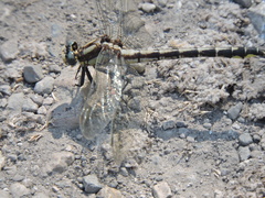 Phanogomphus kurilis