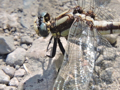 Phanogomphus kurilis