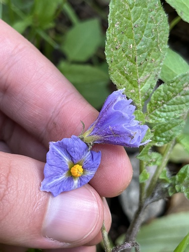 Image of Solanum stoloniferum by (c) Jordi Martínez Martínez, some rights reserved (CC BY)