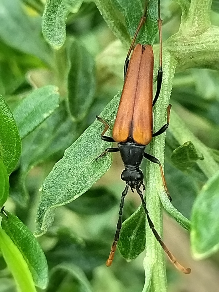 Neoleptura alpina
