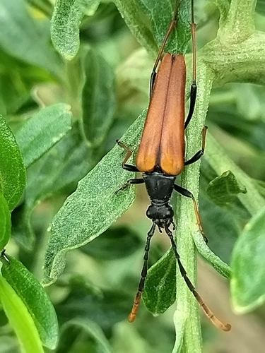 Neoleptura alpina