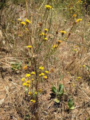 Chaenactis glabriuscula