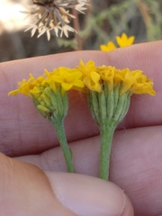 Chaenactis glabriuscula