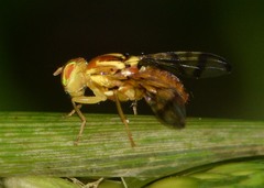 Zonosemata electa