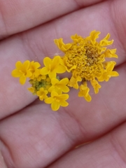 Chaenactis glabriuscula