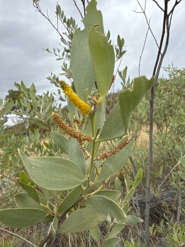 Acacia acradenia, 2024-08-04