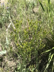 Crepis acuminata