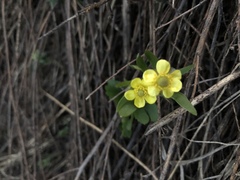 Ranunculus inamoenus