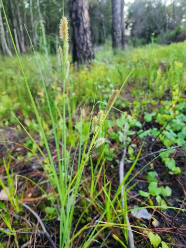 Image of Carex verrucosa by (c) Scott Allen Davis, some rights reserved (CC BY)