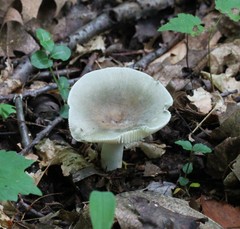 Russula modesta