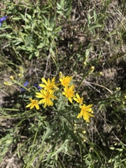 Crepis acuminata