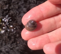 Calliostoma
