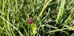 Trifolium willdenovii