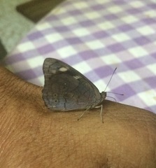 Eunica monima modesta