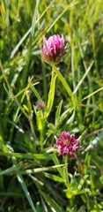 Trifolium willdenovii