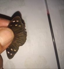 Eunica monima modesta