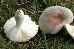 Russula modesta