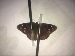 Eunica monima modesta