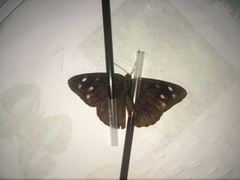 Eunica monima modesta