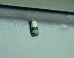 Eugnosta erigeronana