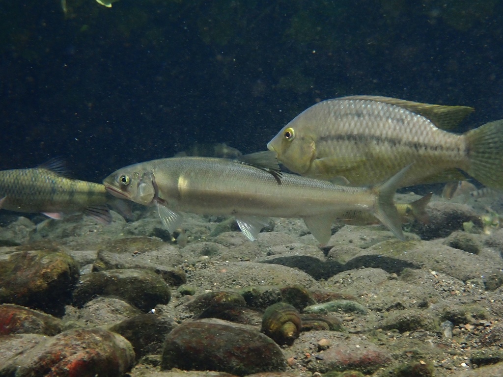 Ayu (Plecoglossus altivelis) — Plecoglossidae