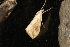 Evergestis forficalis