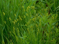 Carex cristatella