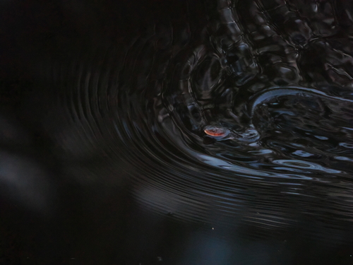 Orangeneck Keelback, Rhabdophis flaviceps