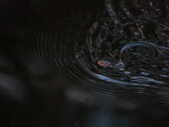 Orange-lipped Keelback