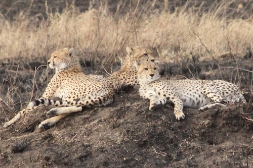 Acinonyx jubatus