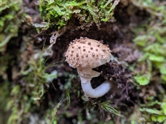Amanita australis