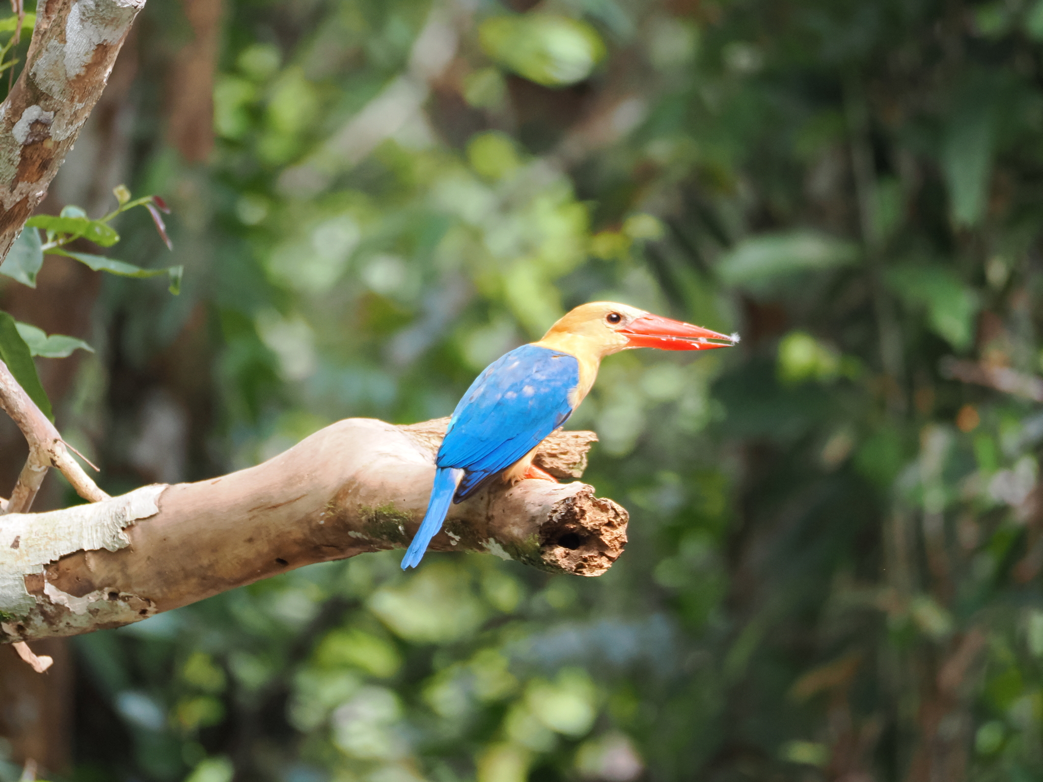 Stork-billed Kingfisher