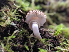 Amanita australis