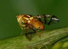 Zonosemata electa